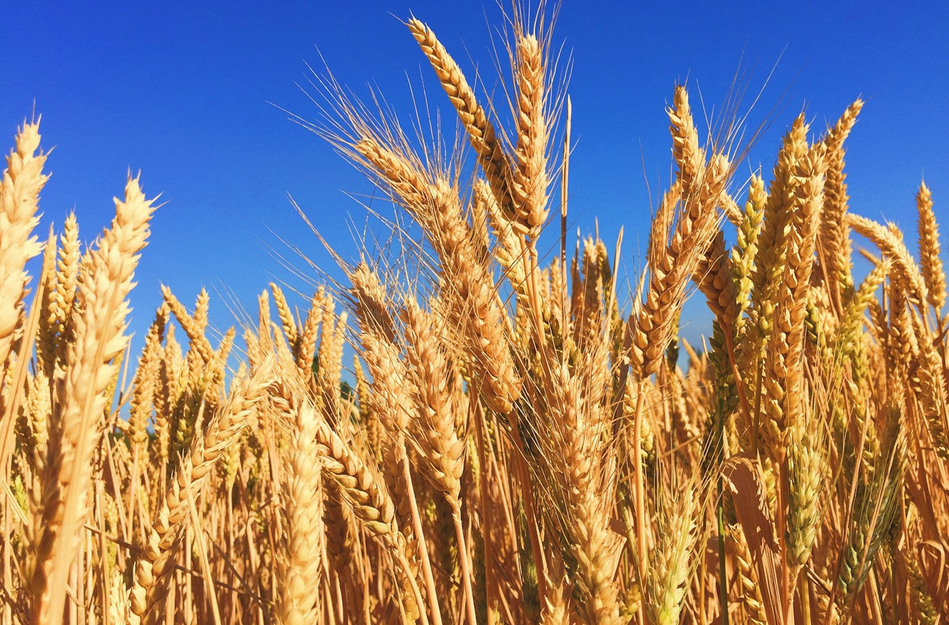 The Hidden Danger Of GMOs