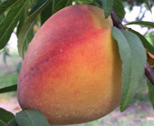 Peach Super Smoothie