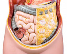 Leaky Guts Patched by Polyphenols