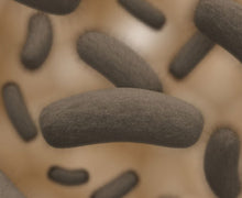 The Key to Treating Parkinsonâ€™s May Reside in the Gut