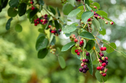 Elderberry Juice Could Help You Lose Weight