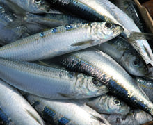 Omega 3 from Seafood Linked to Healthy Aging