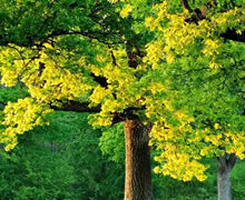 Adding Trees to Neighborhoods Reduces Residents' Inflammation